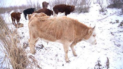 Атырауда  мүйізді ірі қара арасында қотыр ауруы өршіп тұр