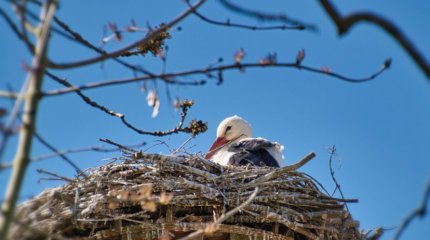 До 18 градусов тепла ожидается в казахстанских мегаполисах в субботу, 22 февраля