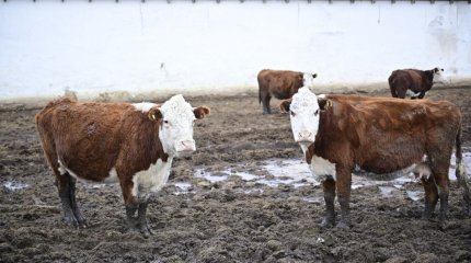 Ақтөбе облысында 23 адам бруцеллез жұқтырған