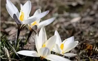 Шымкентте бәйшешек гүлдеді