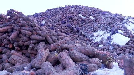 Тонны моркови гниют на складах в Павлодарской области: фермеры могут понести миллиардные убытки