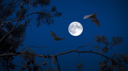 Новый коронавирус у летучих мышей: Минздрав Казахстана сделал заявление