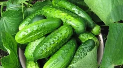 Қостанай облысында ер адам астан уланып, көз жұмды