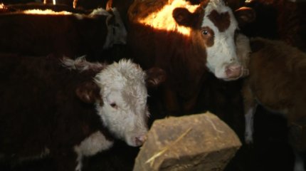 Ақтөбе облысында 28 адам малдан бруцеллез дертін жұқтырған