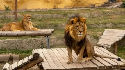 Хайуанаттар бағындағы арыстан күзетшіні талап өлтірді