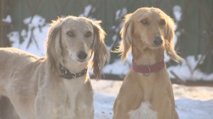 Тазы мен төбет күні белгіленді