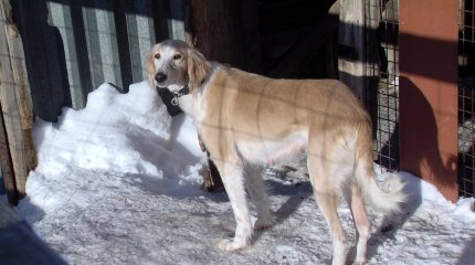 Қазақы ит тұқымдарының ерекшеліктерін зерттеуге мүмкіндік туады