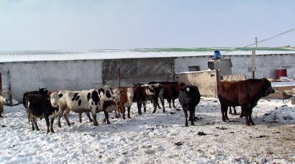 Мал ұрлағандар 12 жылға дейін сотталуы мүмкін