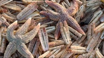 Миллионы мидий замёрзли насмерть на пляже Северного моря