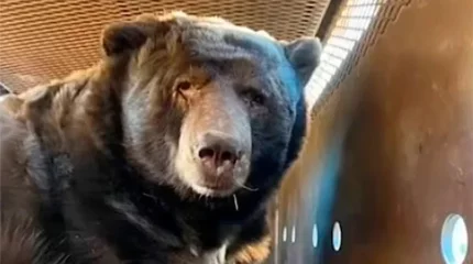 Лос-Анджелесте жертөледен алып аю табылды