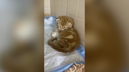 В Астане расследуют дело о продаже больных котят: более 200 пострадавших по всему Казахстану