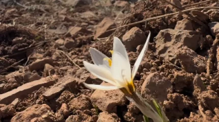 Ақпанның басында Қазығұрт тауының етегінде бәйшешек гүлдеді