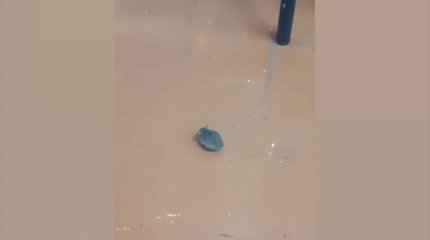 Жетісу облысындағы мектеп асханасында тышқан жүр