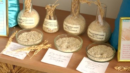 Күріш саласын зерттеутін бірден бір институт күйреп тұр