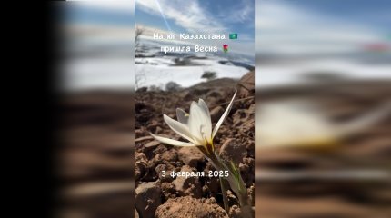 Оңтүстікте бәйшешек гүлдеді