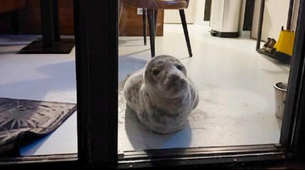 Тюлень пробрался в отель и уснул в номере