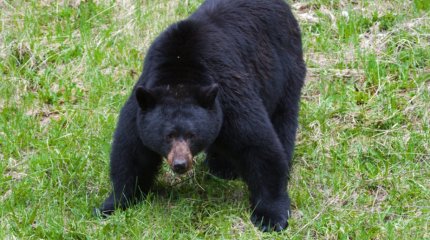 Үндістанда аю екі адамды мерт қылды