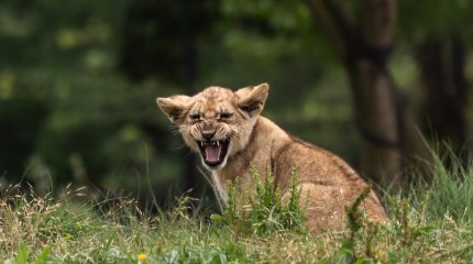 Пенсионер из Туркестанской области попал на деньги из-за экзотического животного