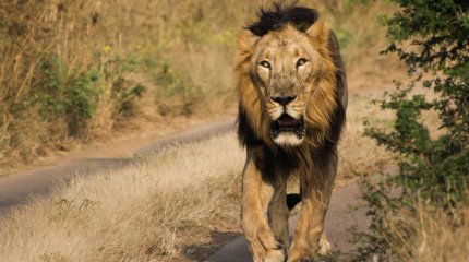 Арыстан ер адамды жеп қойған