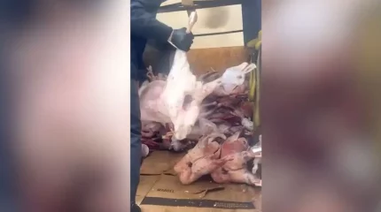 Астанада кафелер мен дүкендерге лас гаражда сақталған ет сатылып келген