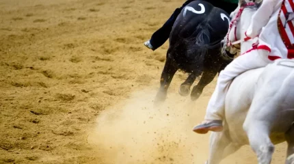 Серкені алуға ұмтылған көкпаршыны жылқы басып мерт қылды