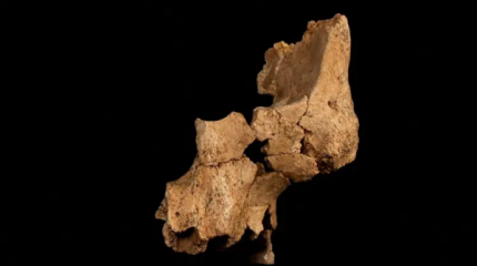 В Испании найдены фрагменты костей самого древнего из известных в Западной Европе людей