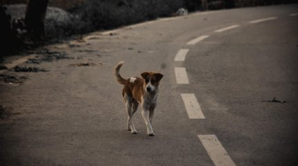 Алматы облысында 7,5 мыңнан астам қаңғыбас ит ұсталды