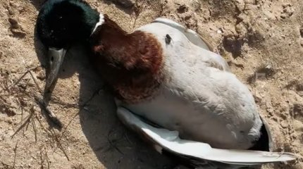 Мертвые птицы на пляже в Мангистау: на проблему отреагировали экологи