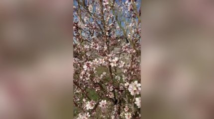 Шымкентте миндаль ағашы гүлдеді