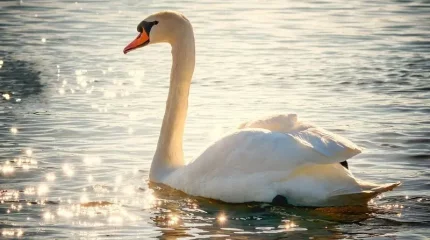 Каспий теңізінің жағалауынан өлі аққулар мен қазылар табылды