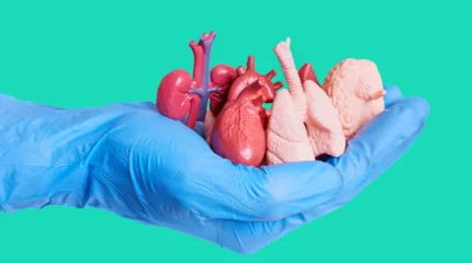 69 жасар науқасқа шошқаның бүйрегі салынды