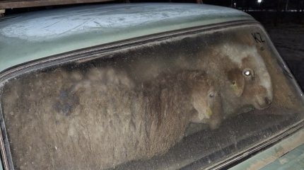 Жителя ВКО поймали с полным авто ворованных овец