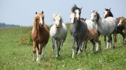 Жамбылда жылқы ұрлағандар сотталды