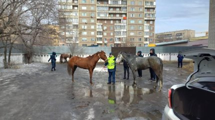 Скачущие по дорогам лошади удивили жителей Семея
