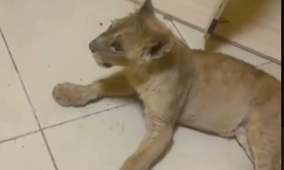 Львенка держали в подсобке одного из СТО столицы