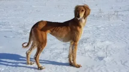 Қазақстаннан тазыны басқа елге шығаруға толық тыйым салынуы мүмкін