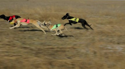 "Елімізде тазы мен төбет күнін ауыстыру керек",- депутат