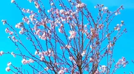 Шымкентте сакура ағашы гүлдеді