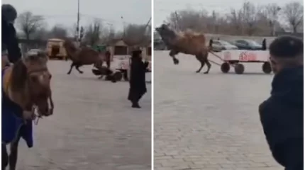 Балқаштағы алаңда мереке кезінде түйе ер адамды таптап кете жаздады