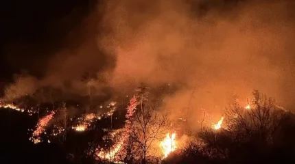 Оңтүстік Кореяда орман өртінен төрт адам қаза тапты