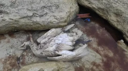 Ақтауда теңіздің жағалауынан өлі аққу табылды