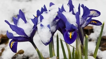 Морозы возвращаются в Казахстан, - Казгидромет