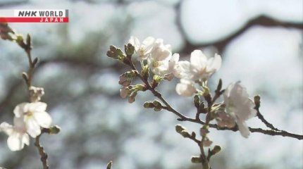 Сезон цветения сакуры объявили открытым в Японии