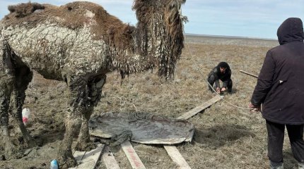 Увязшего в грязи верблюда пришлось выручать спасателям Приаралья