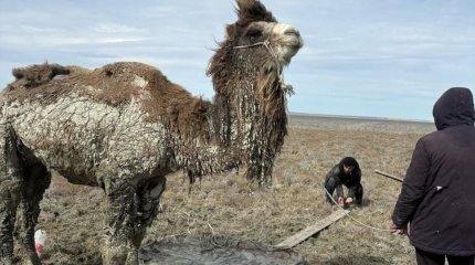 Қызылорда облысында түйе батпаққа батып қалған