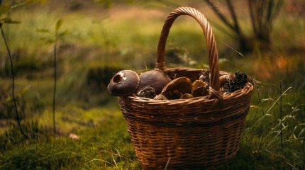 Выехали за грибами и не вернулись: семью из 6 человек искали в Алматинской области