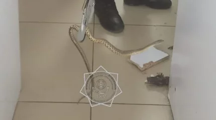 Тараздағы сауда үйлерінің бірінен жылан табылды