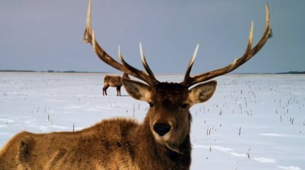 Марал улыбнулся на камеру в СКО