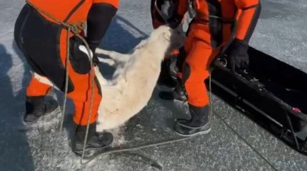 Ұлытауда киік ұшаларын жинау жұмыстары жалғасып жатыр