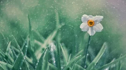 Дожди обрушатся на Алматы и Шымкент в пятницу, 28 марта